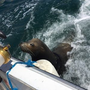 Meet your Posher, Chaz